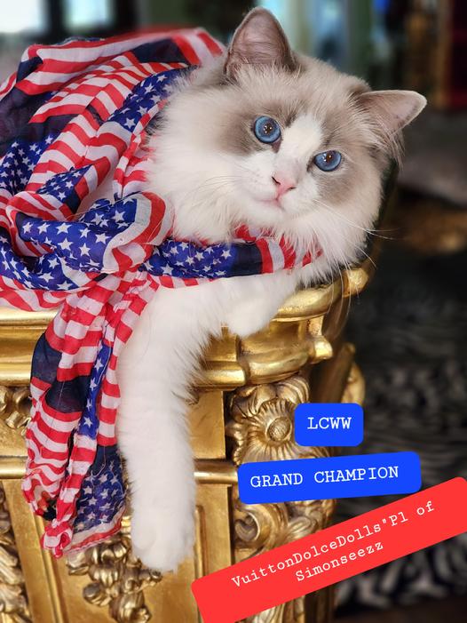 Contact Simonsezz Ragdolls | Simonsezz Ragdolls
