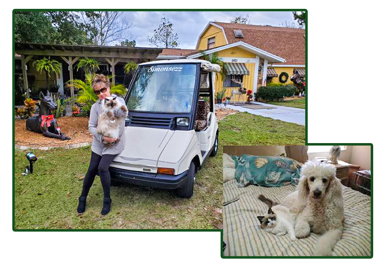Ragdoll Breeder | Florida - Simonsezz Ragdolls