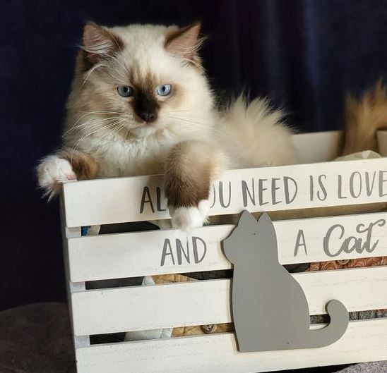 Ragdoll Breeder | Florida - Simonsezz Ragdolls